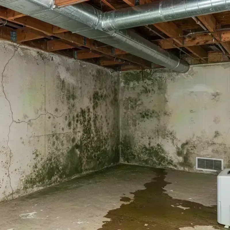 Professional Mold Removal in Oelwein, IA